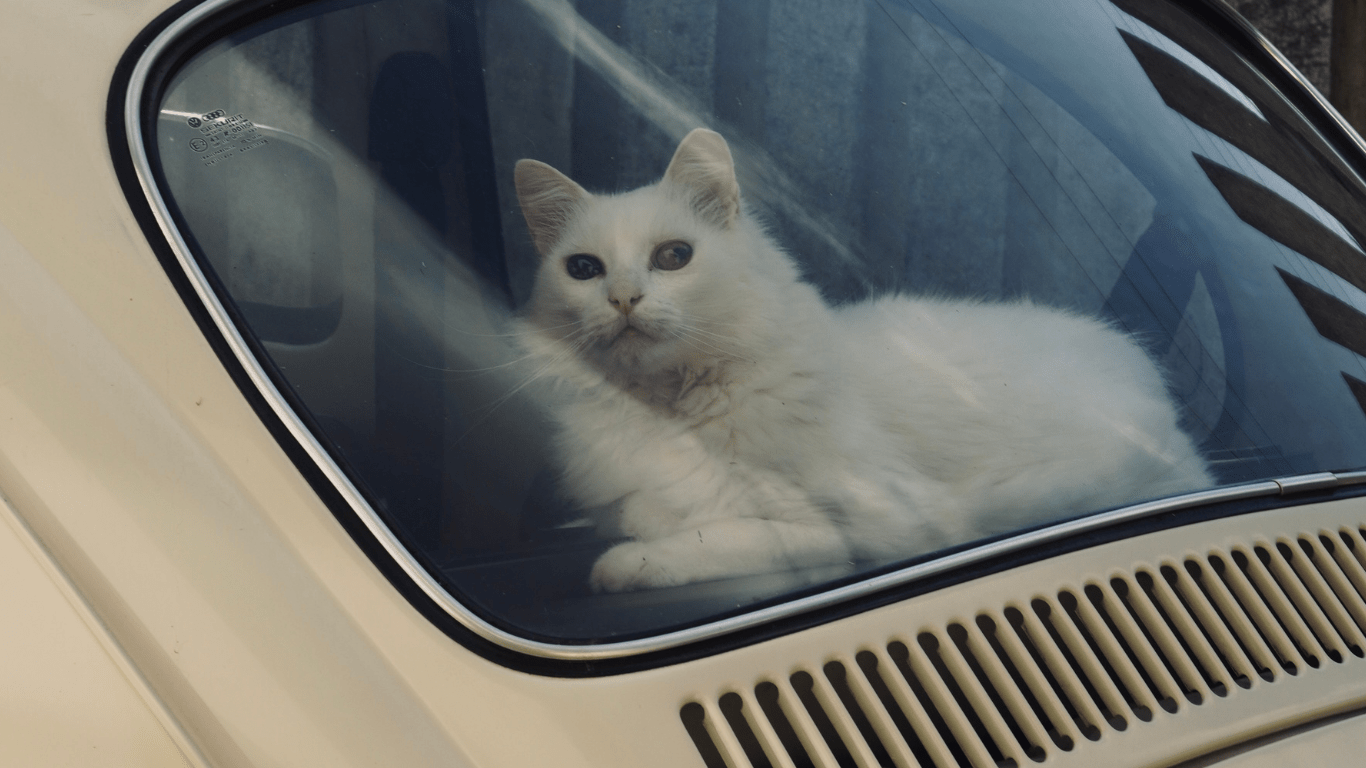 Cat on travel