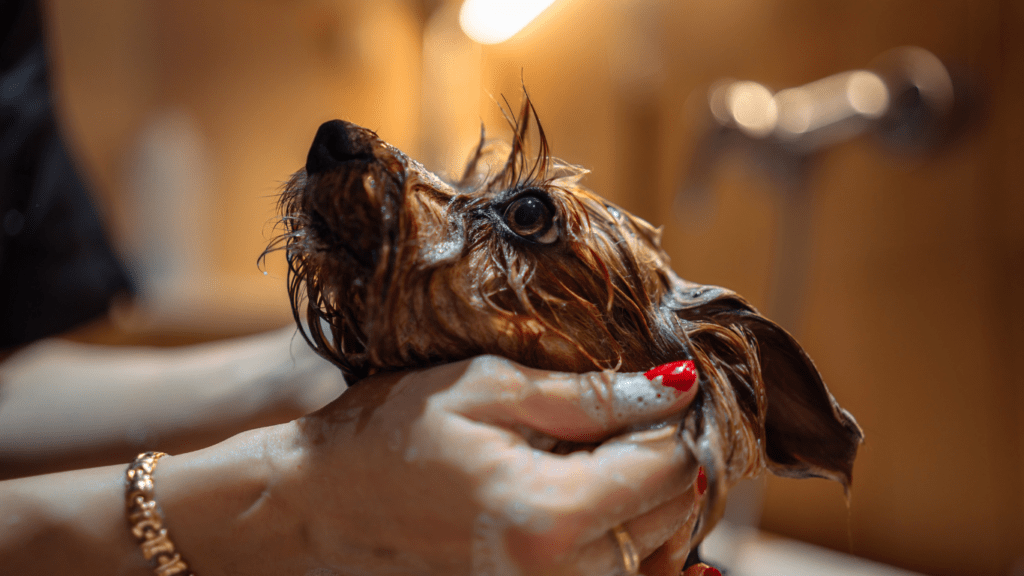 Bathing Techniques for Different Types of Pets