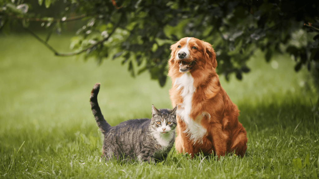 Benefits of Group Play for Different Types of Pets
