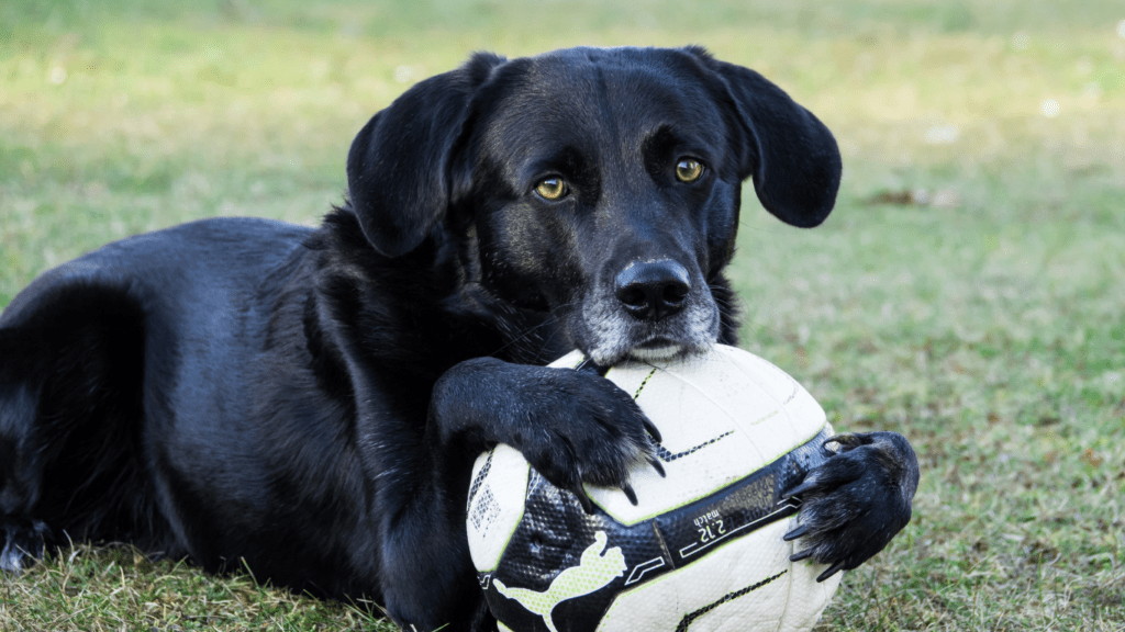 Benefits of Mental Stimulation for Different Types of Pets
