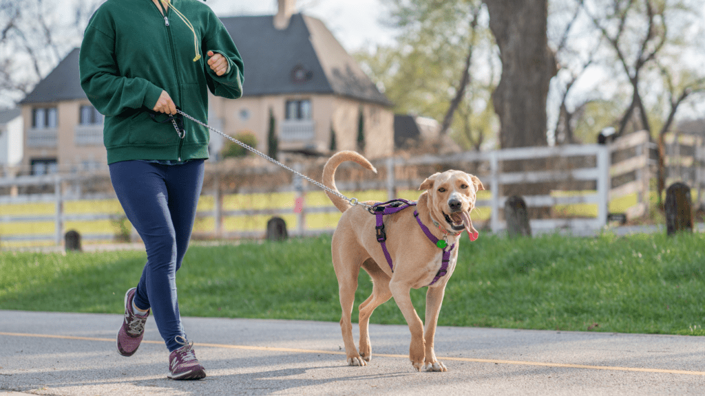 Choosing the Right Harness and Leash