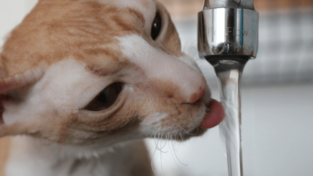 Choosing the Right Water Bowls
