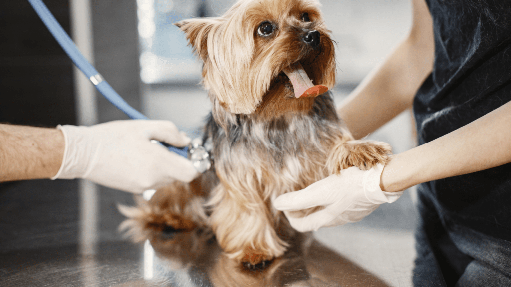 Cost Implications of Regular Vet Visits
