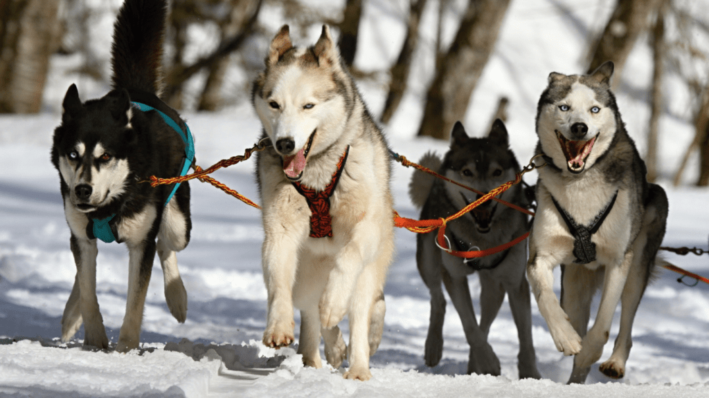 Creative Ways to Exercise Your Pet Year-Round Fun Ideas for Every Season