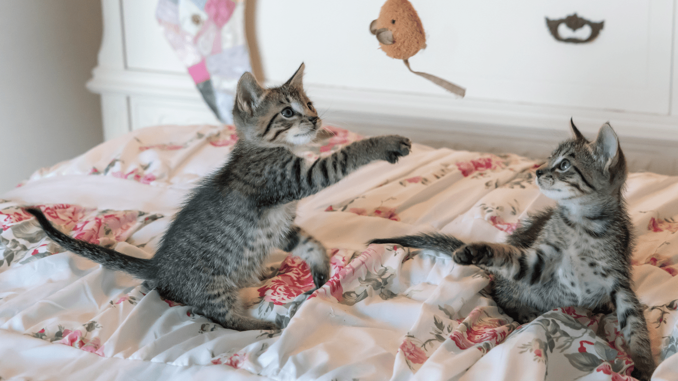 Cats playing on Bed