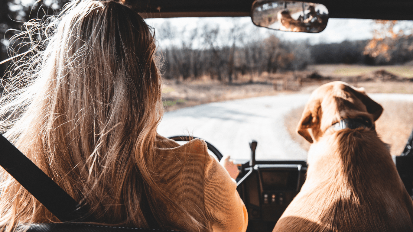 Essential Road Trip Safety Tips for Pets Keep Your Furry Friends Safe and Comfy