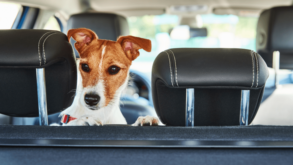 Essential Tips for Preparing Your Pet for Long Flights Comfort and Safety First