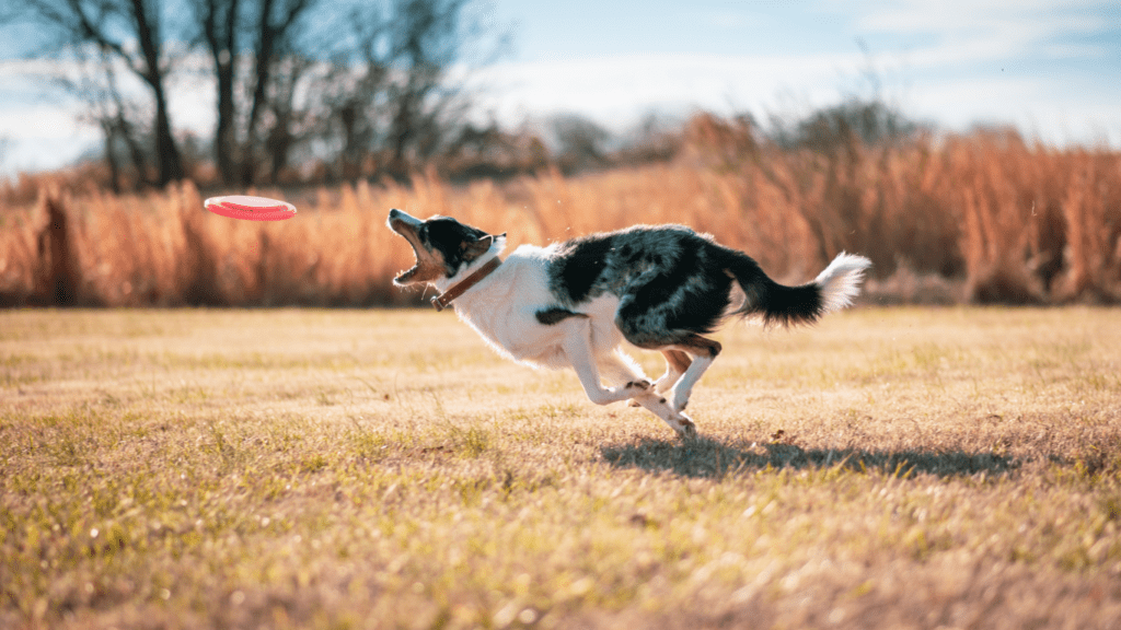 Exploring Fun Exercises for Dogs