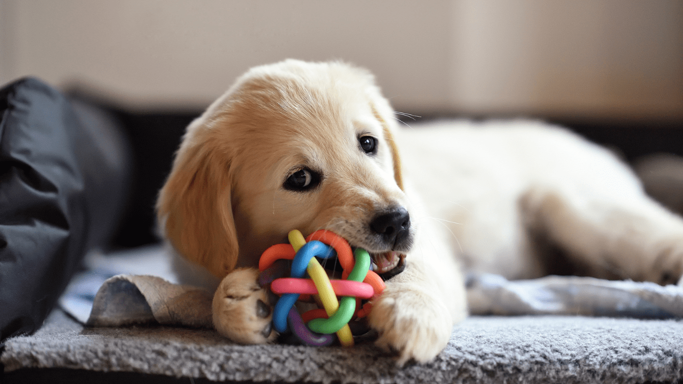 How to Create a Daily Play Routine for Your Pet Tips for a Healthier, Happier Life