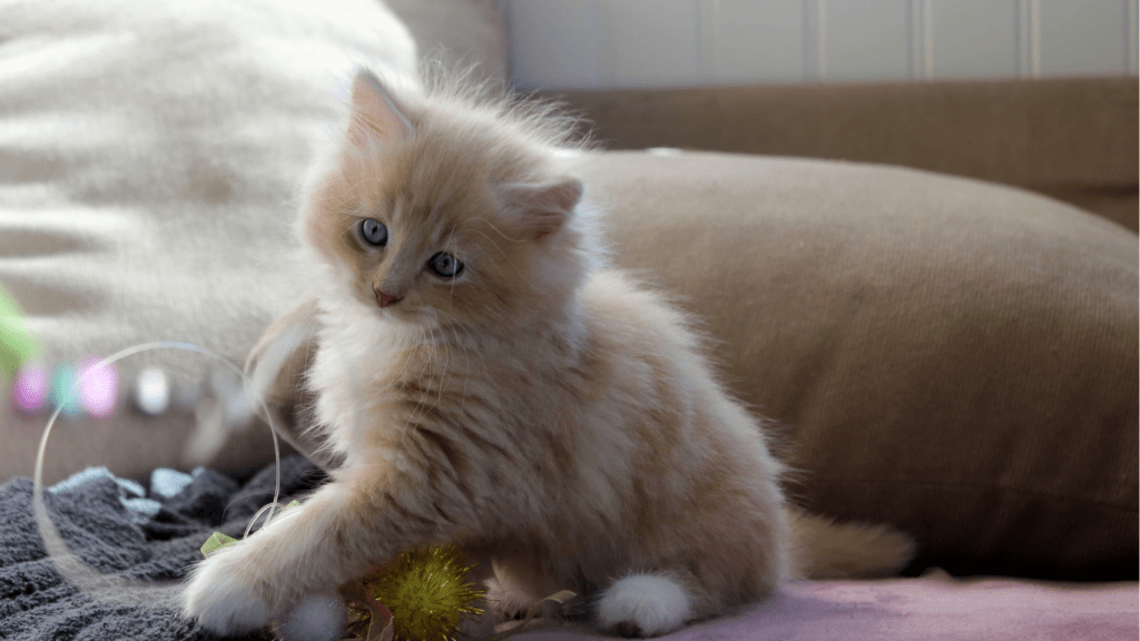 How to Exercise Your Pet Indoors Fun Activities for Dogs, Cats, and Small Animals