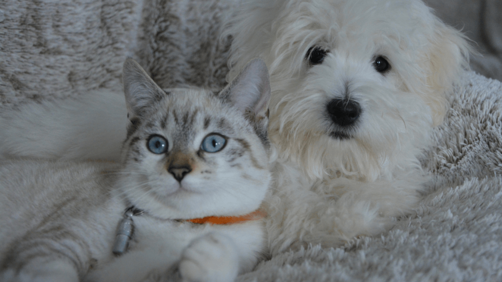 Pets in hotel room