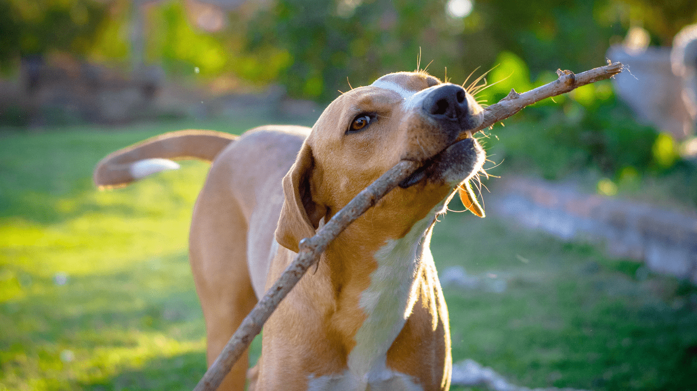 Dog's Chewing stick