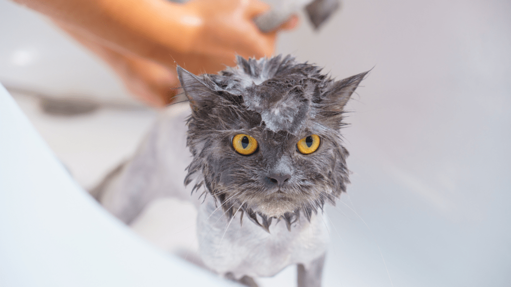 How to Safely Bathe Your Pet at Home Expert Tips and Common Mistakes to Avoid