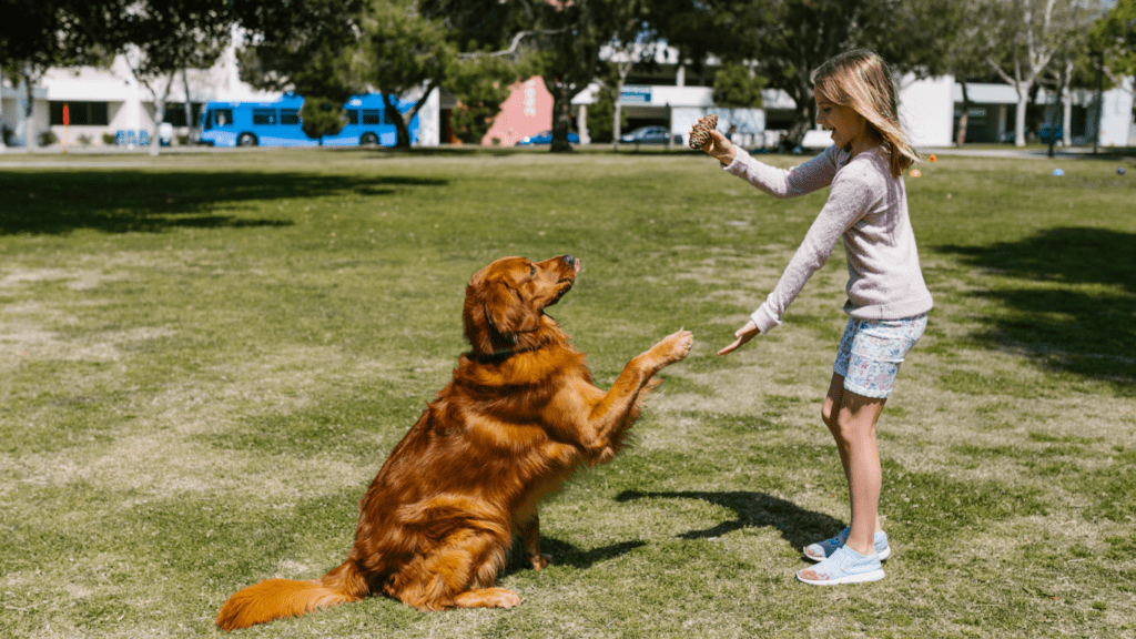 How to Teach Your Pet New Tricks Through Play Fun Activities for Effective Training