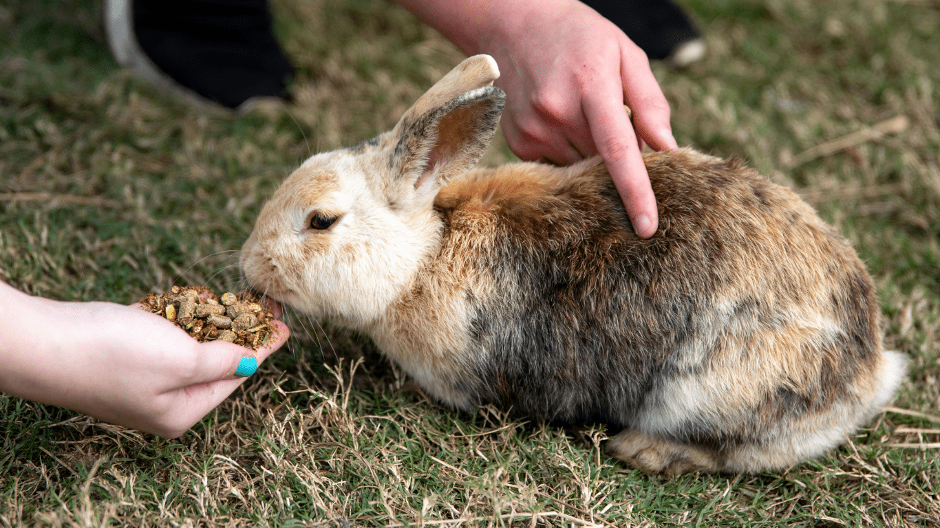 Transition Your Pet to a New Diet Safely