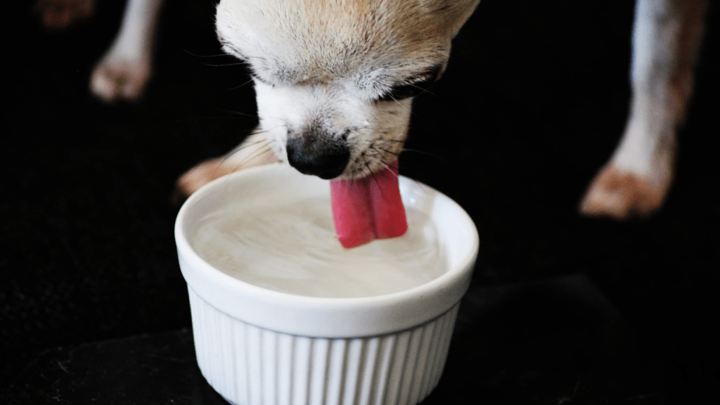 Hydration for Different Types of Pets
