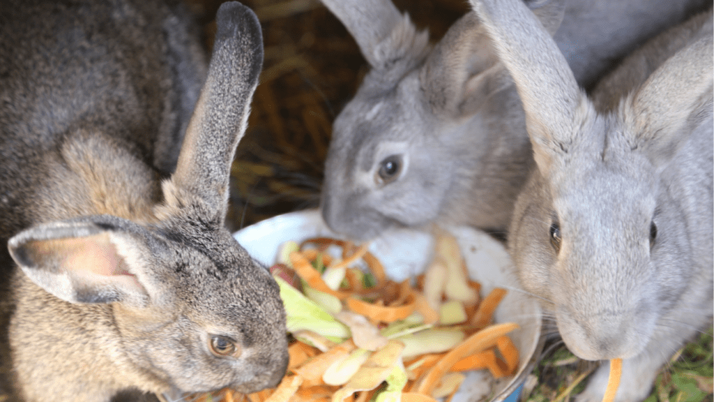 Rabbits eating  vegetables 