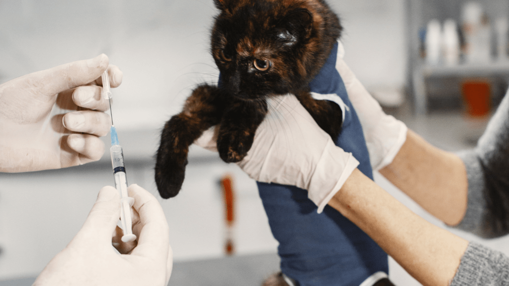 Importance of Vaccinations for Pets
