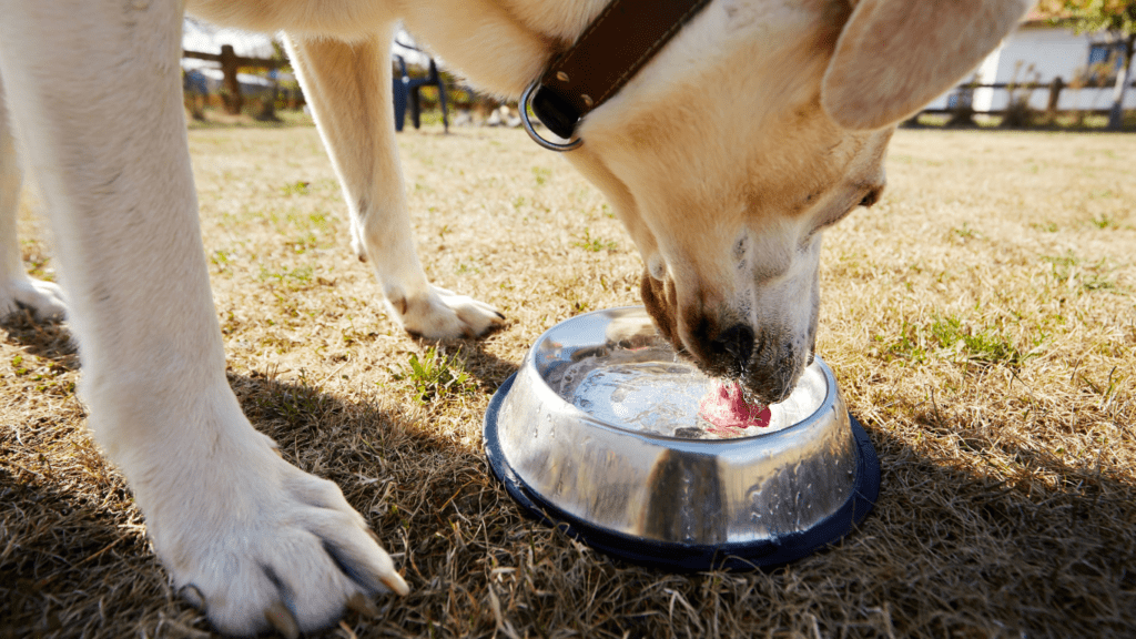 Keeping Your Pet Hydrated