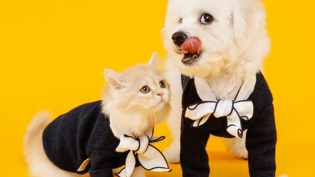 Pets with fashion clothes