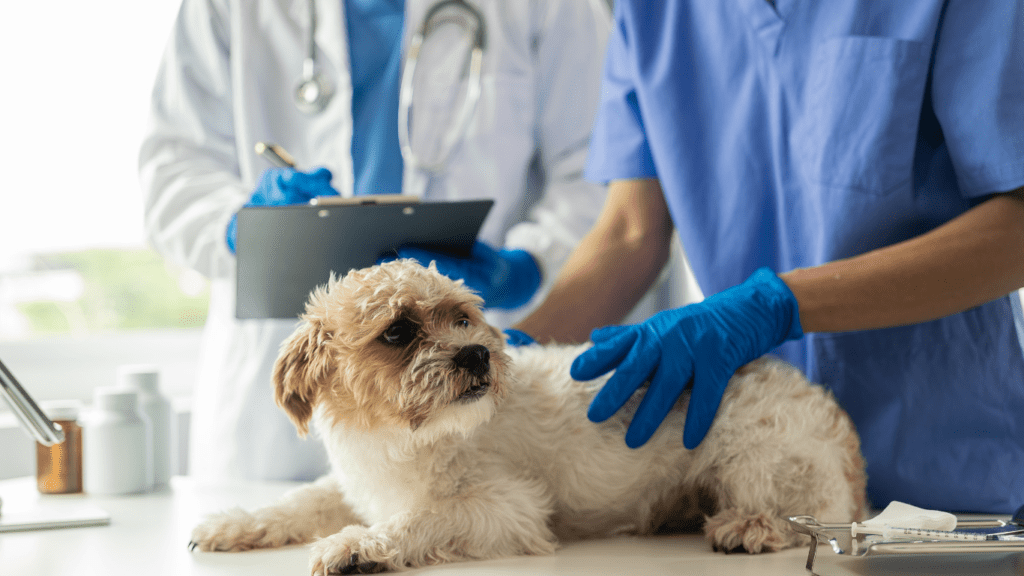 Medical Treatments for Pet Allergies
