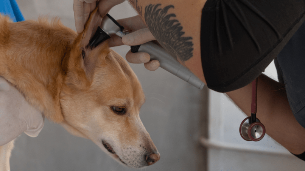 Ear cleaning for dog