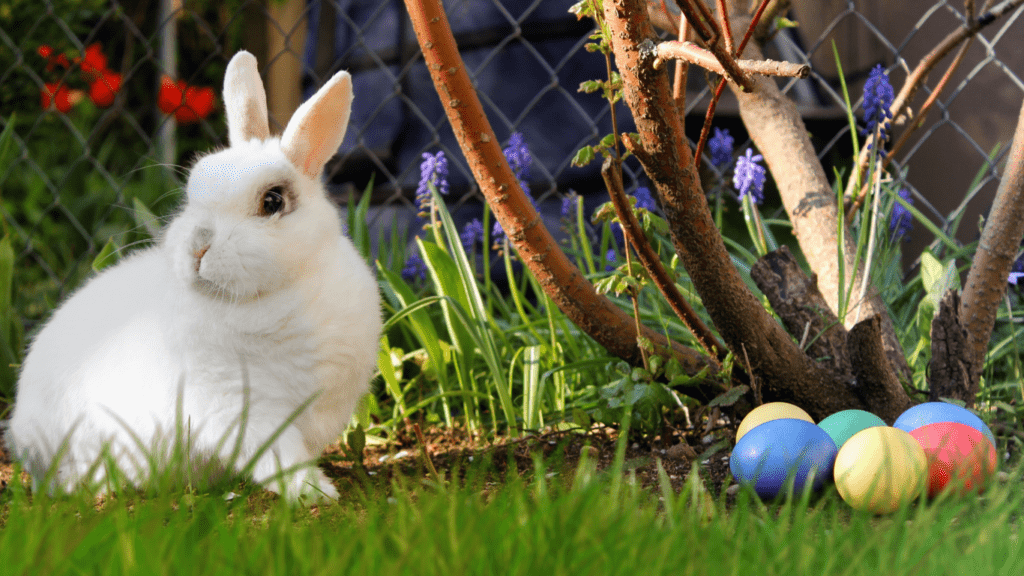 Rabbit playing outside