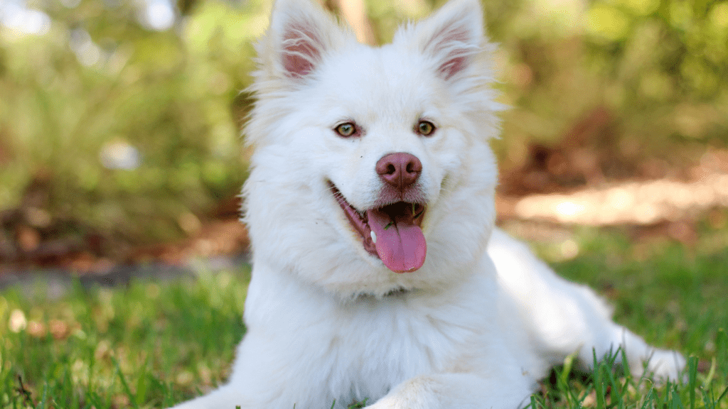 Seasonal Care for Your Pet’s Skin and Coat