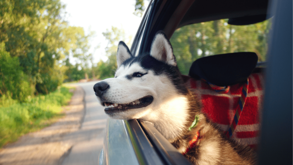 Securing Pets in the Vehicle