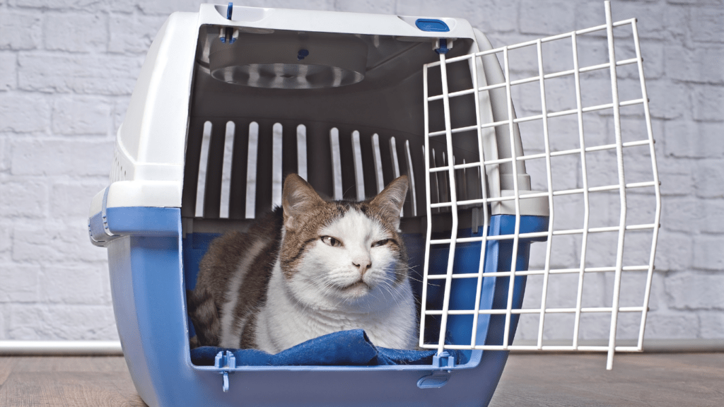 Cat on pet carrier 