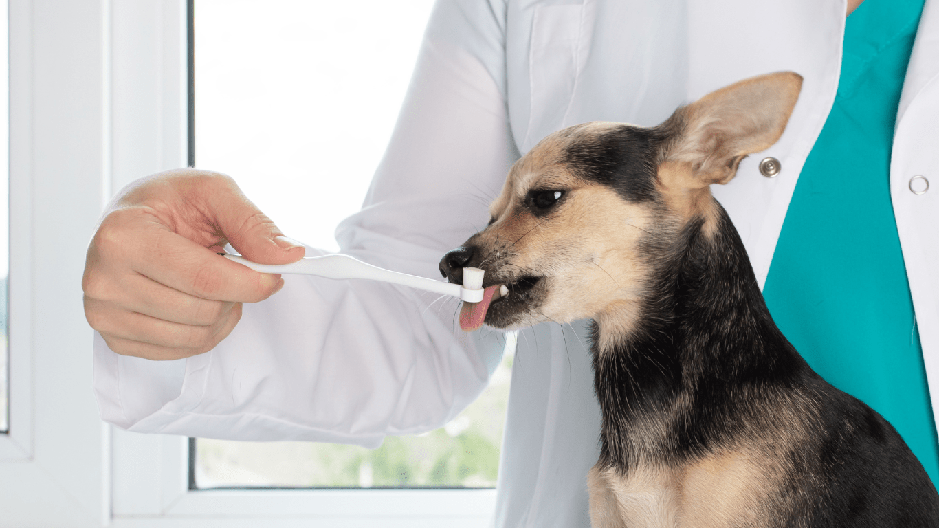 Simple Steps to Keep Your Pet’s Teeth Clean and Healthy A Comprehensive Guide