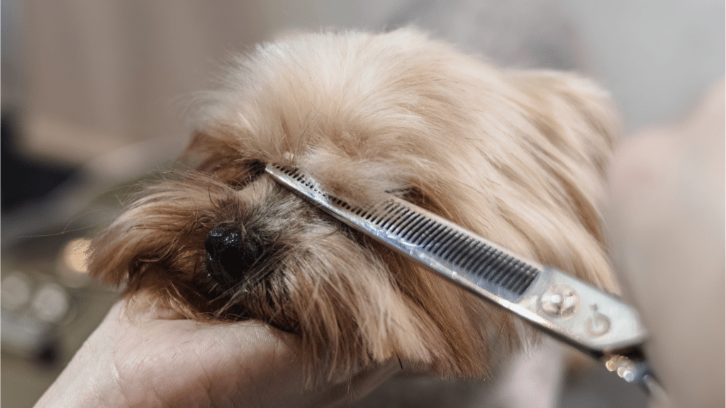 Grooming for Dogs
