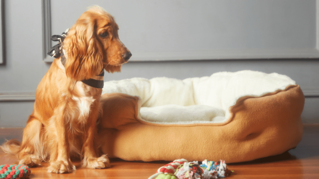 Step-by-Step Guides for DIY Pet Toys
