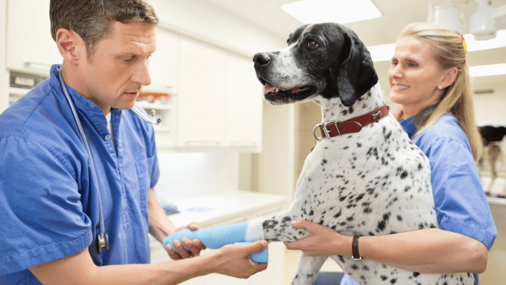 Taking Action During a Pet Emergency
