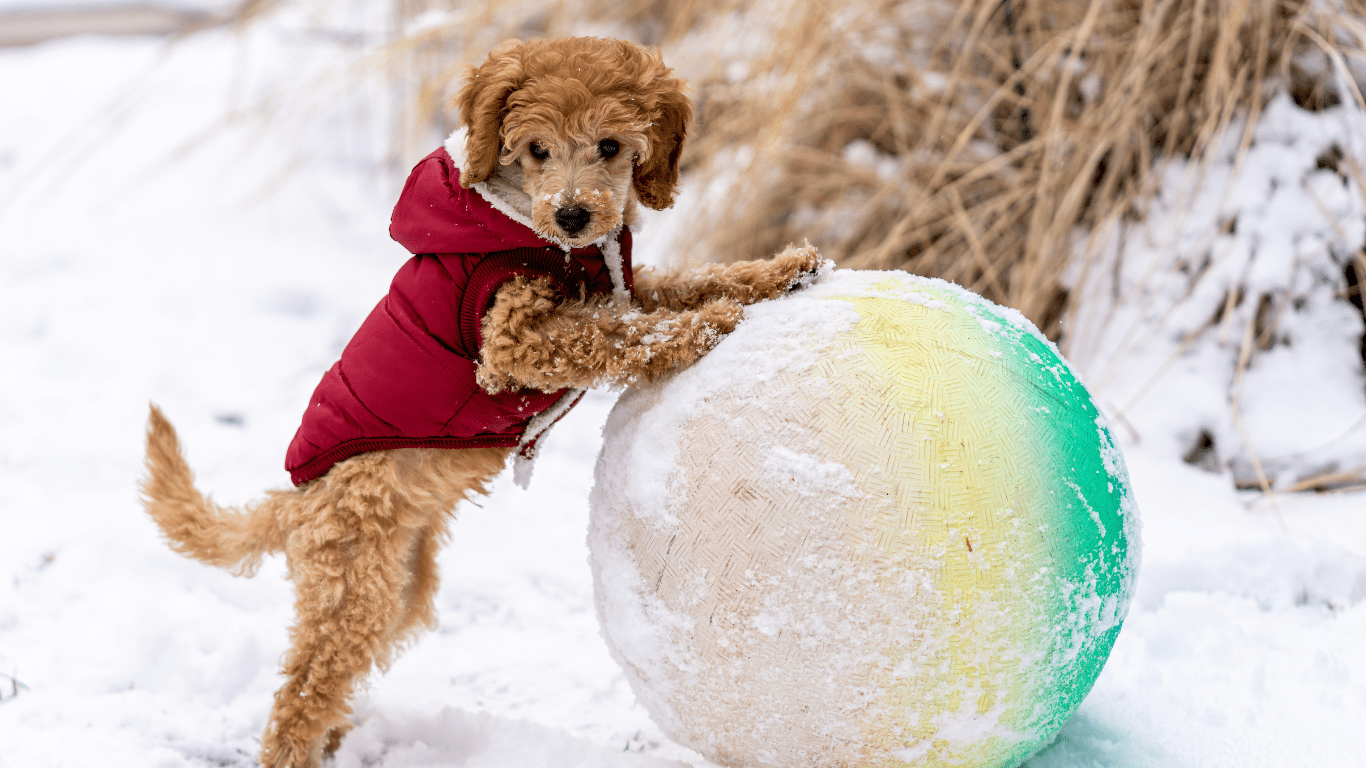 dog playing outside