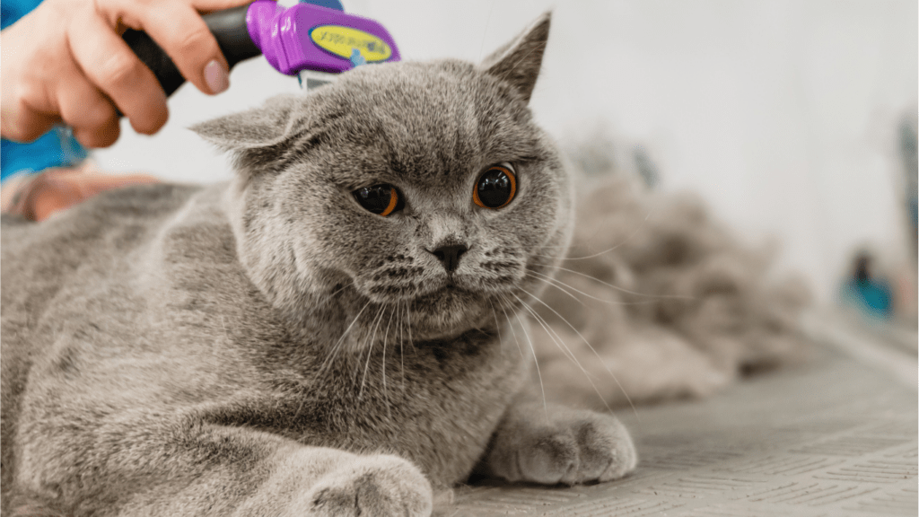 The Ultimate Guide to Pet Grooming Keep Your Pet Healthy and Happy