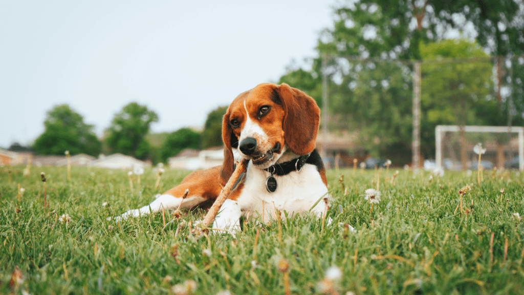 Dog Chewing on Stick