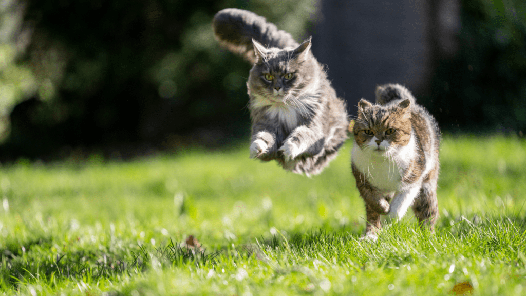 Top 10 Fun Exercises to Keep Your Pet Active and Healthy