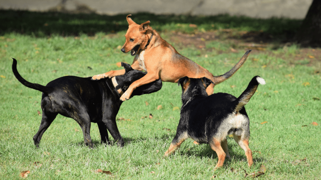 Top Group Play Ideas for Socializing Your Pet Fun Tips and Activities