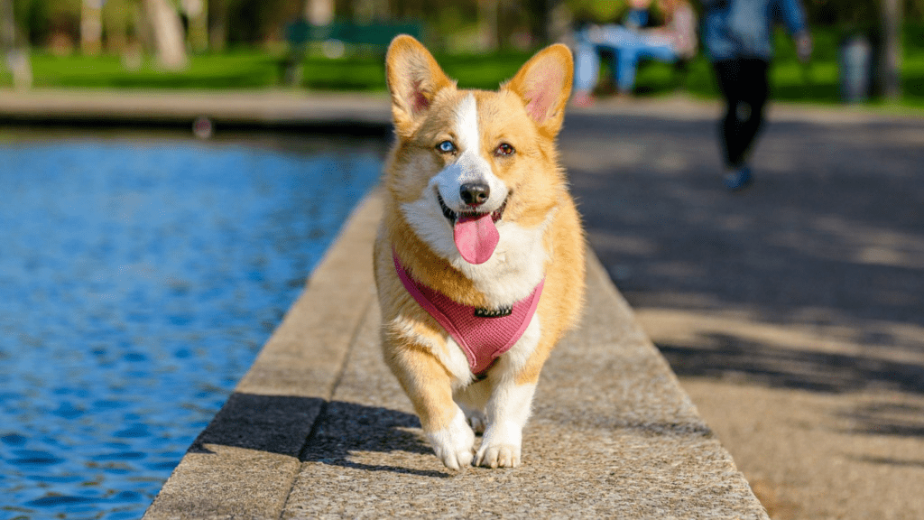 Top Pet-Friendly Travel Destinations Best Cities for Pet Adventures