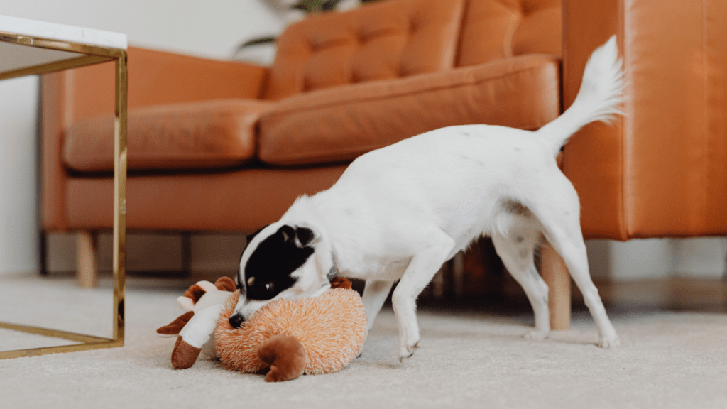 Types of Pets and Specific Indoor Exercises
