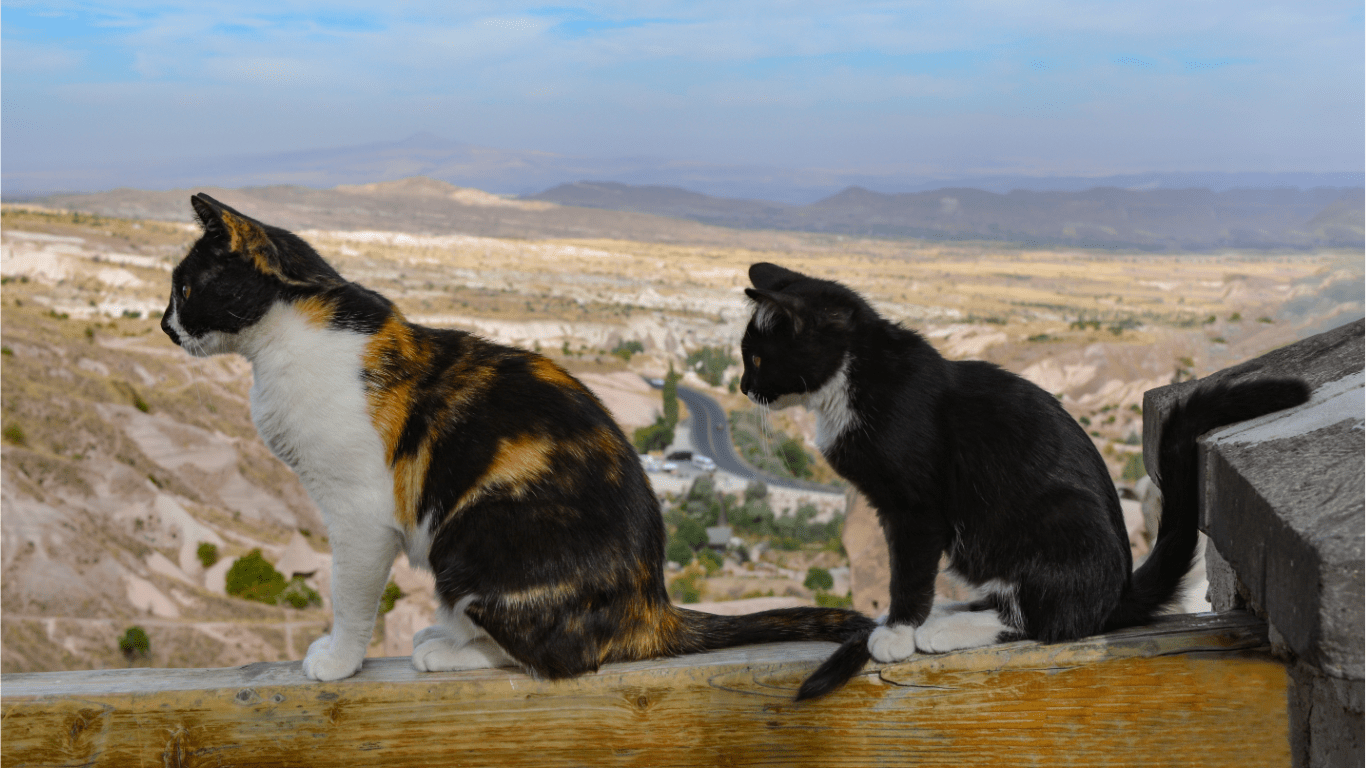 Understanding Your Cat's Body Language A Guide to Better Feline Communication