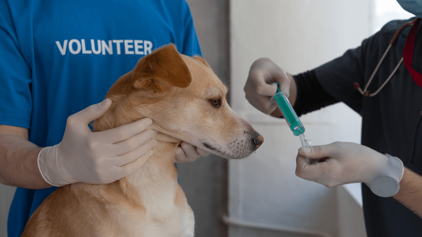 Dog vaccine