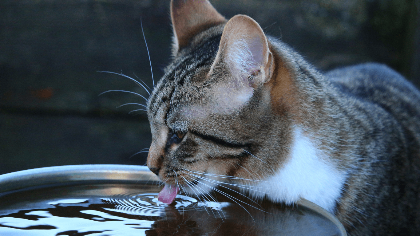 Why Hydration is Crucial in Pet Nutrition Improve Your Pet's Health with Proper Water Intake