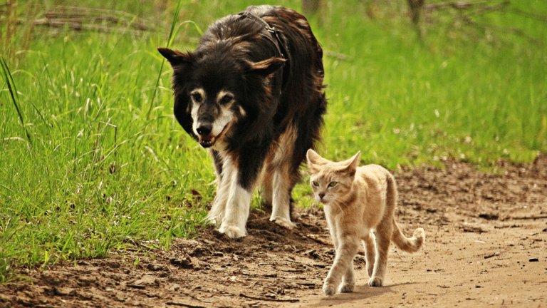 dog and cat walking on the street