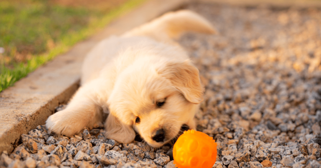 How to Choose the Right Puppy Obedience Program