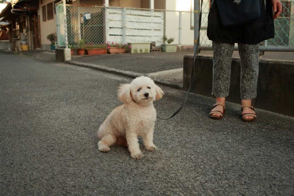 Charming poodle on leash sitting on city pavement beside owner. Perfect urban pet vibe.