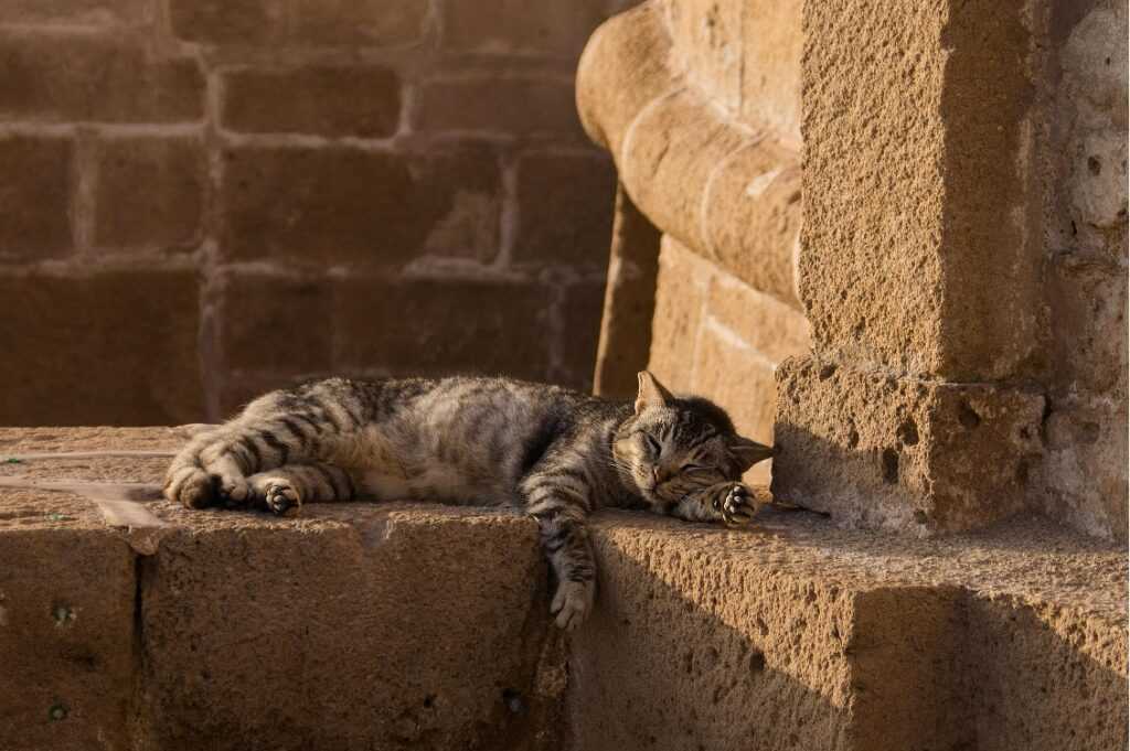 A sleeping cat not allowed inside Walmart.