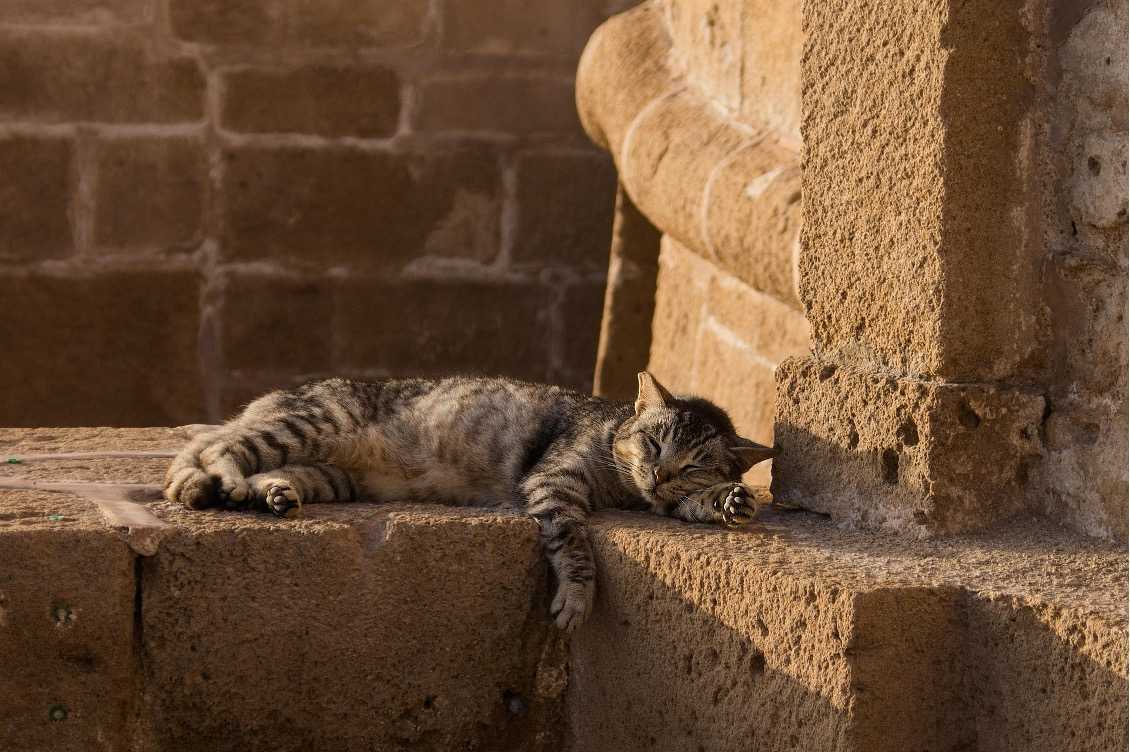 A sleeping cat not allowed inside Walmart.
