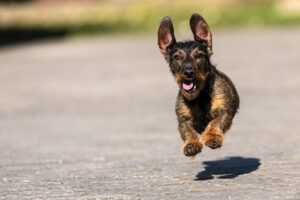 active pets in small spaces